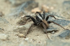 Alopecosa pulverulenta