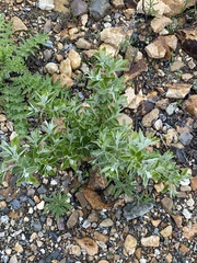 Elaeagnus angustifolia