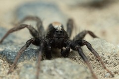 Alopecosa pulverulenta