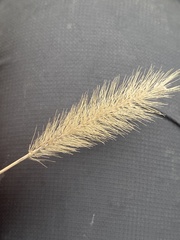 Setaria viridis