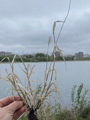 Setaria viridis