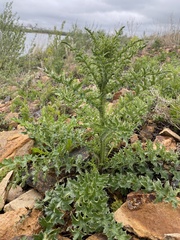 Carduus acanthoides