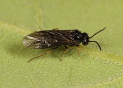 Cladardis elongatula