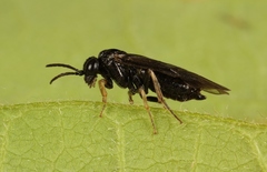 Cladardis elongatula