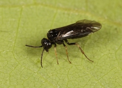 Cladardis elongatula