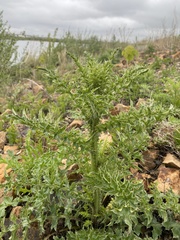 Carduus acanthoides