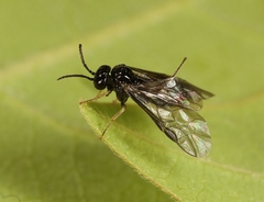 Cladardis elongatula