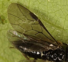 Cladardis elongatula