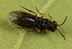 Cladardis elongatula