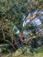 Eucalyptus amygdalina