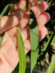 Eucalyptus amygdalina