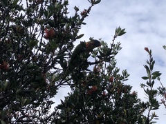 Trichoglossus moluccanus moluccanus