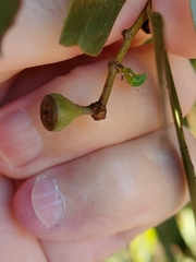 Eucalyptus amygdalina