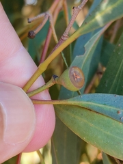Eucalyptus amygdalina