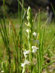 Spiranthes aestivalis