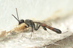 Gasteruption assectator