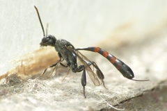 Gasteruption assectator