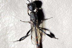 Gasteruption assectator