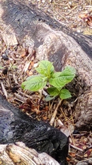 Impatiens glandulifera