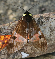 Dysschema panamensis