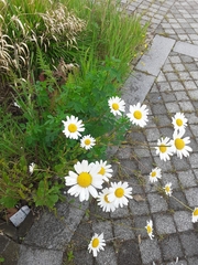 Leucanthemum vulgare
