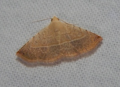 Eublemma gayneri
