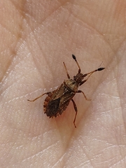 Strobilotoma typhaecornis