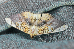 Pantographa limata