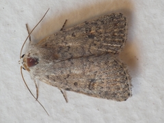 Caradrina flavirena