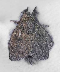 Euglyphis melancholica