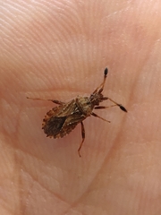 Strobilotoma typhaecornis