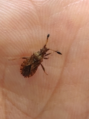 Strobilotoma typhaecornis