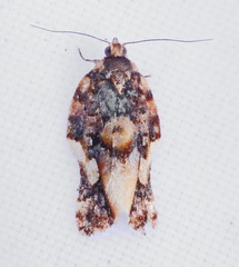 Argyrotaenia citharexylana