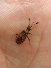 Strobilotoma typhaecornis