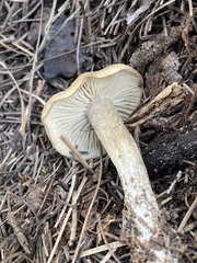 Clitocybe albirhiza