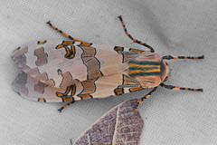 Halysidota underwoodi