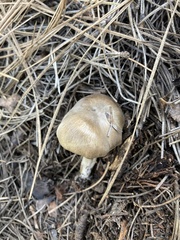 Clitocybe albirhiza