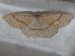 Cyclophora punctaria