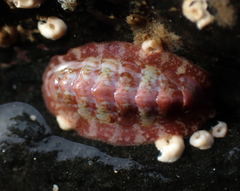 Boreochiton ruber