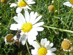 Ancistrocerus haematodes