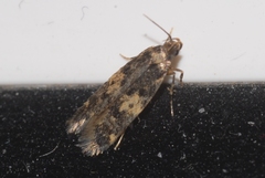 Apatema impunctella