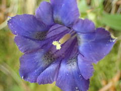 Gentiana occidentalis