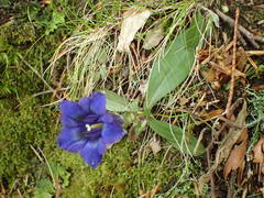 Gentiana occidentalis