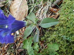 Gentiana occidentalis