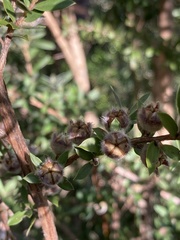 Leptospermum grandifolium