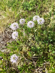 Globularia cordifolia