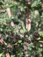 Leptospermum grandifolium