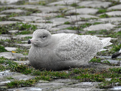 Larus hyperboreus