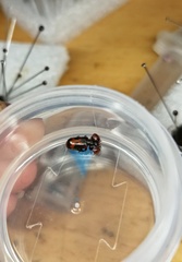 Platyrhopalus davidis