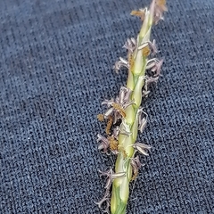 Zoysia